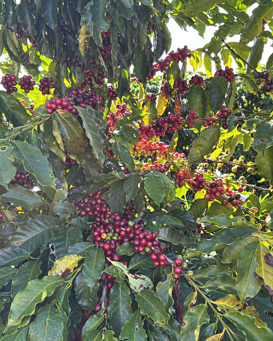 Geisha – Fazenda Guariroba